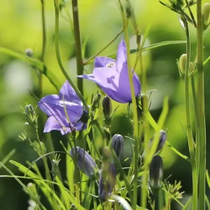 Geprüft Rundblättrige Glockenblume ‘Olympica‘