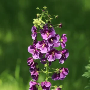 Expressversand Purpur Königskerze ‘Violetta‘