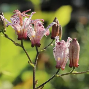 Jetzt Bestellen Krötenlilie ‘Purple Beauty‘