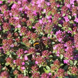 Frühblühender Thymian ‘Red Carpet‘ Aktuell
