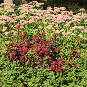 Großes Fettblatt ‘Red Cauli‘ Bestpreis