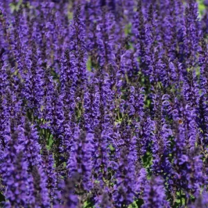 Blüten-Salbei ‘Viola Klose‘ Saisonangebot