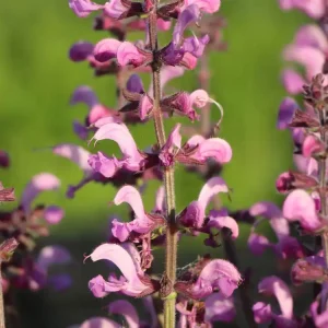 Blüten-Salbei ‘Merleau Rose‘ ® Direktkauf