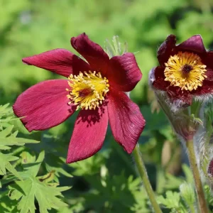 Küchenschelle ‘Pinwheel Rot‘ ® Solange Der Vorrat Reicht