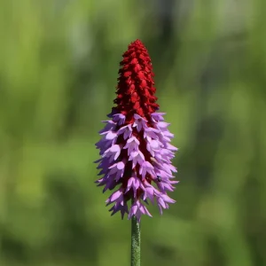 Orchideen-Primel ‘Red Hot Poker‘ Sale