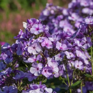 Must-Have Hohe Garten Flammenblume ‘Jeff‘s Blue‘