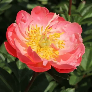 Jetzt Bestellen Frühblühende Pfingstrose ‘Coral Sunset‘