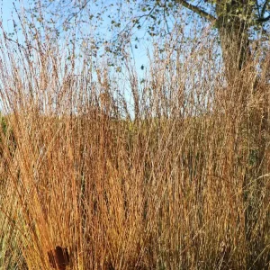 Kleines Pfeifengras ‘Heidebraut‘ Sonderaktion