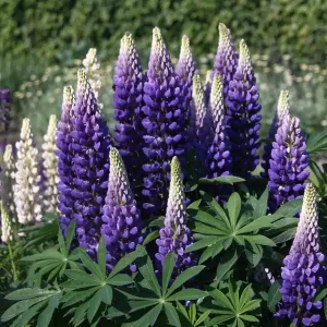 Lupine ‘Persian Slipper‘ Knallerangebot