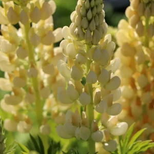 Lupine ‘Camelot Yellow‘ ® Neu Im Sortiment