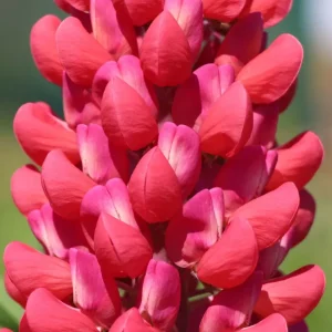 Preisreduziert Lupine Westcountry ‘Red Rum‘