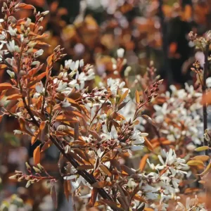 Wochenendangebot Felsenbirne ‘Princess Diana‘