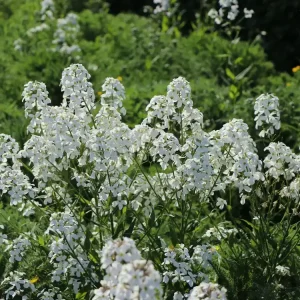 Preiswert Nachtviole ‘Alba‘