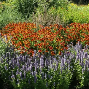 Sonnenbraut ‘Mardi Gras‘ Abverkauf