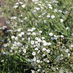 Knallerangebot Kriechendes Garten Schleierkraut ‘Compacta Plena‘