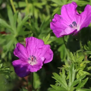 Meistverkauft Blutroter Storchschnabel