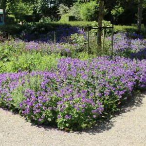 Prächtiger Storchschnabel ‘Rosemoor‘ Kostenloser Versand