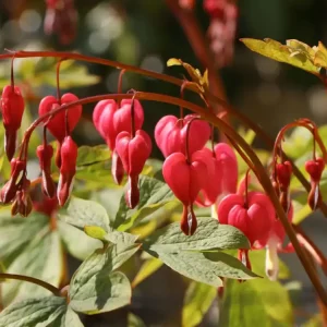 Hohe Herzblume / Tränendes Herz ‘Valentine‘ Markenprodukt