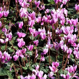 Herbst Alpenveilchen ‘Amaze Me Pink‘ Rabatt