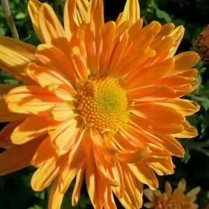 Heißes Angebot Winteraster ‘Kleiner Bernstein‘