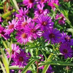 Kissen-Aster ‘Granat‘ Billig
