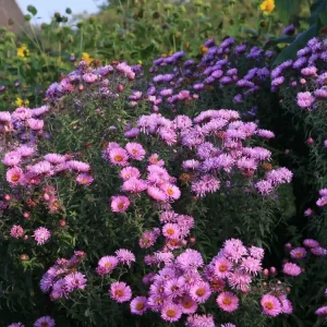 Raublatt-Aster ‘Barr‘s Pink‘ Preiswert