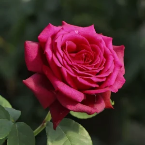 Edelrose Parfuma ® ‘Gräfin Diana‘ ® Kracherpreis