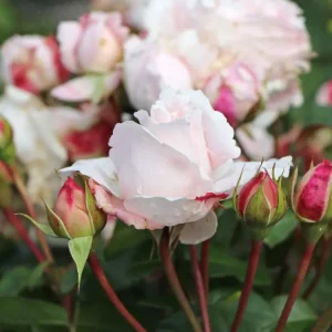 Beetrose Parfuma® ‘Constanze Mozart‘ ® Sonderaktion