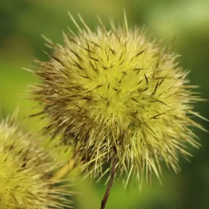 Esskastanie ‘Marlhac‘ Günstig