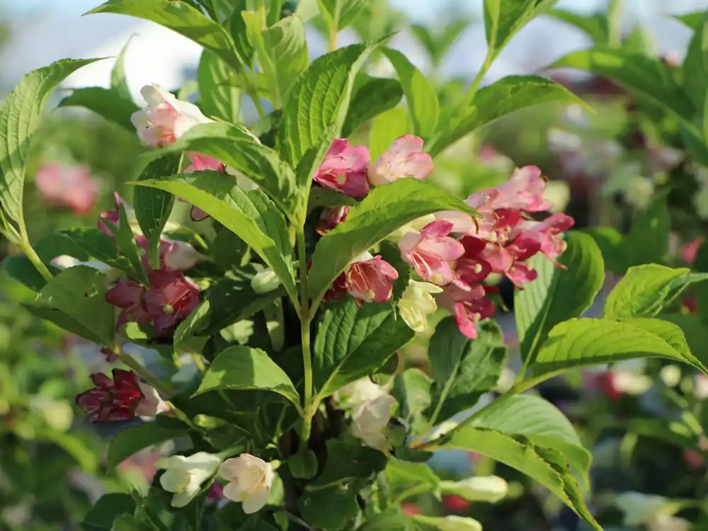 Weigelie ‘Marjorie‘ Angebot