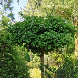 Fächerblattbaum / Ginkgobaum ‘Mariken‘ Neue Kollektion