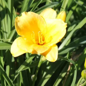 Preisknaller Taglilie ‘Mini Stella‘