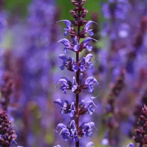 Bestpreis Blüten-Salbei ‘Mainacht‘