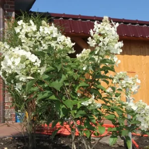 Expressversand Rispenhortensie ‘Pink Lady‘