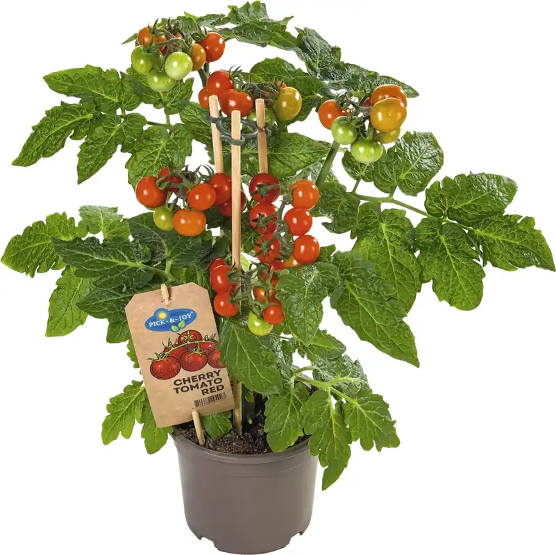 Cherrytomaten P14 cm Preisreduziert