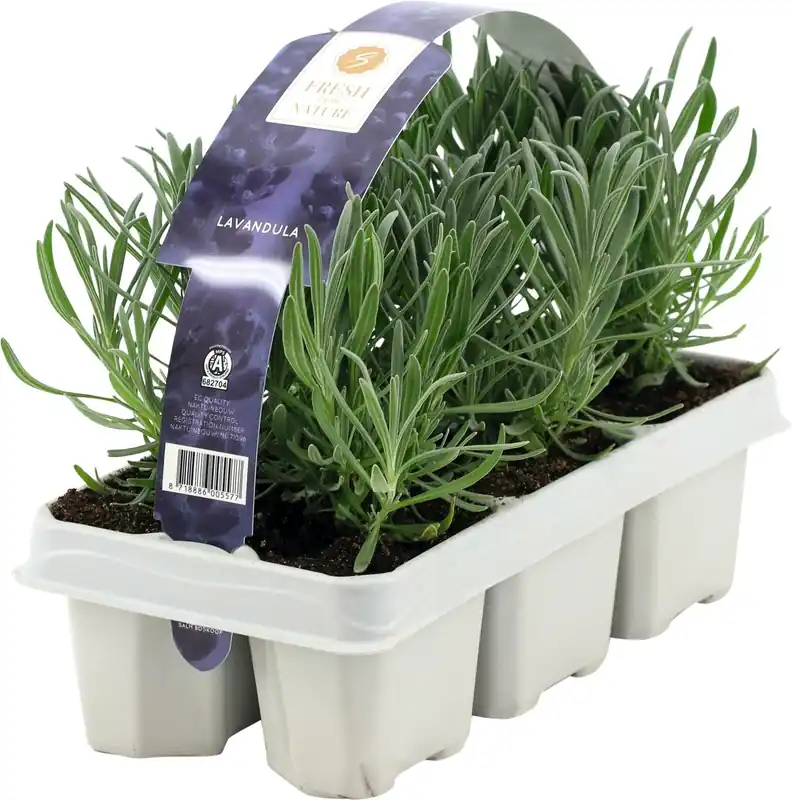 Markenware Lavendel 6er Schale