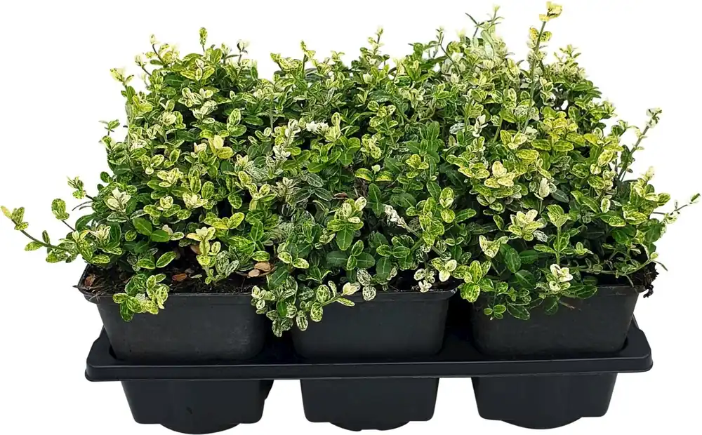 Gratis Versand Euonymus silverstone 6er Set