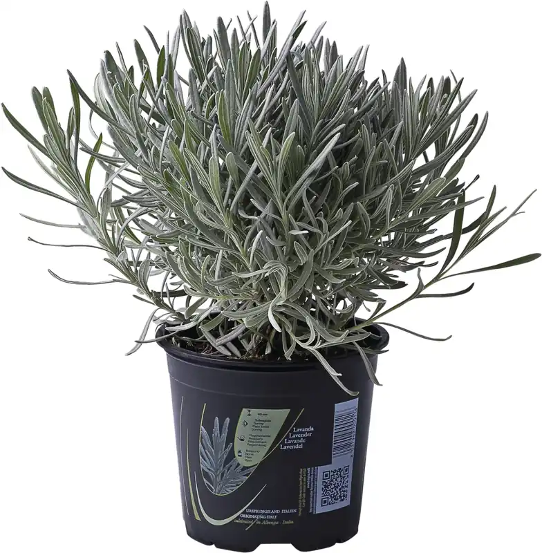 Echt Lavendel angustifolia P14 cm