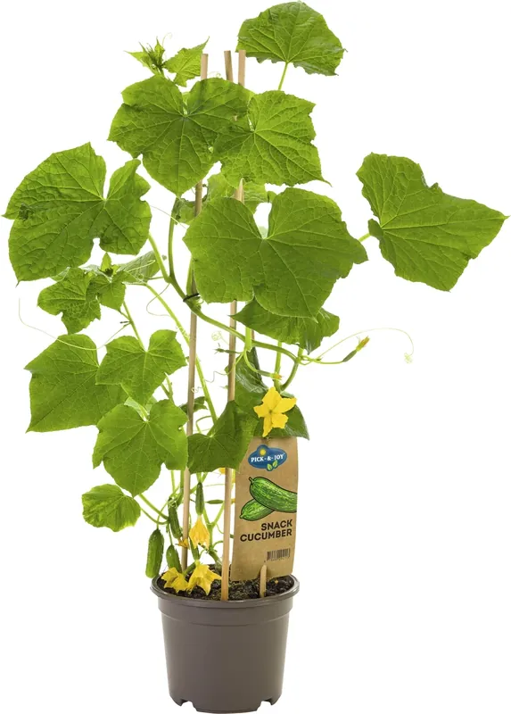 Gurke mini P14 cm Beliebt
