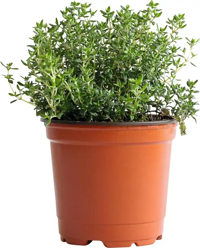 Heißes Angebot Thymian P14 cm