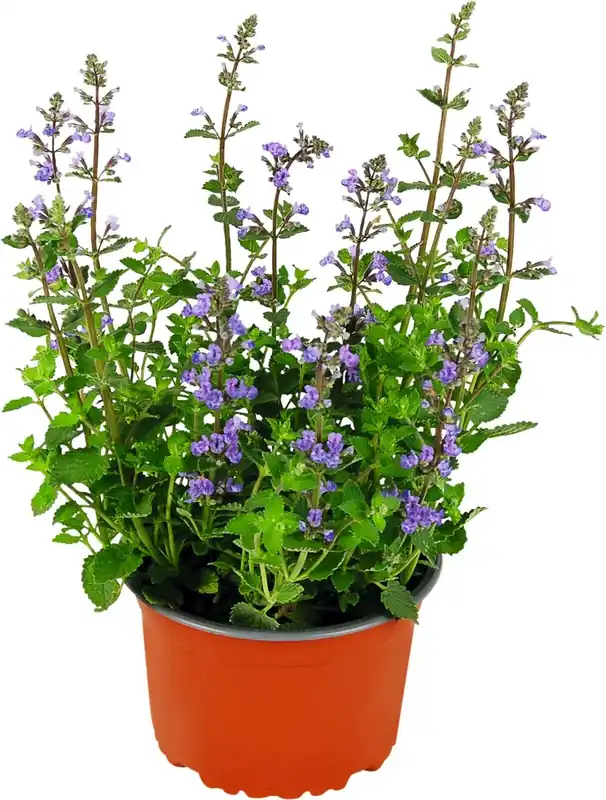 Highlight Nepeta hybrida hellblau P14 cm