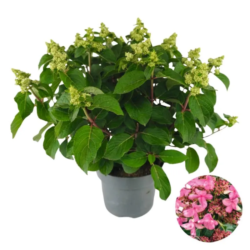 Hydrangea pan. Infinity P23 cm Highlight