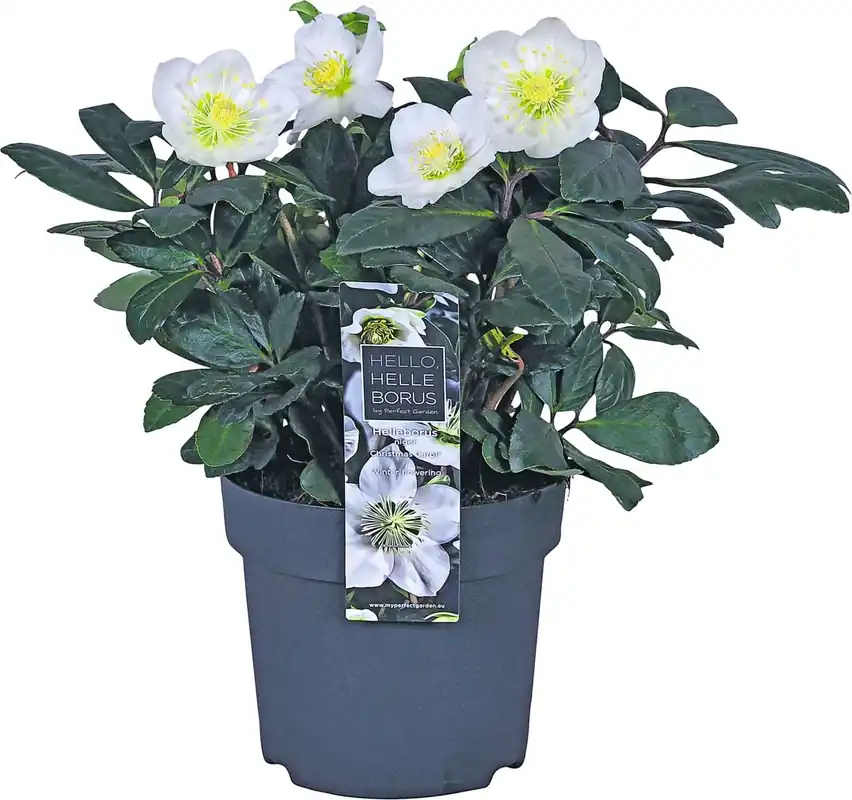 Begrenztes Angebot Helleborus P14 cm
