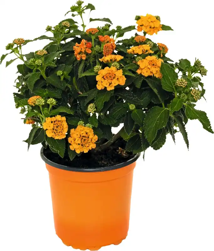 Gratis Versand Lantana Busch P14 cm
