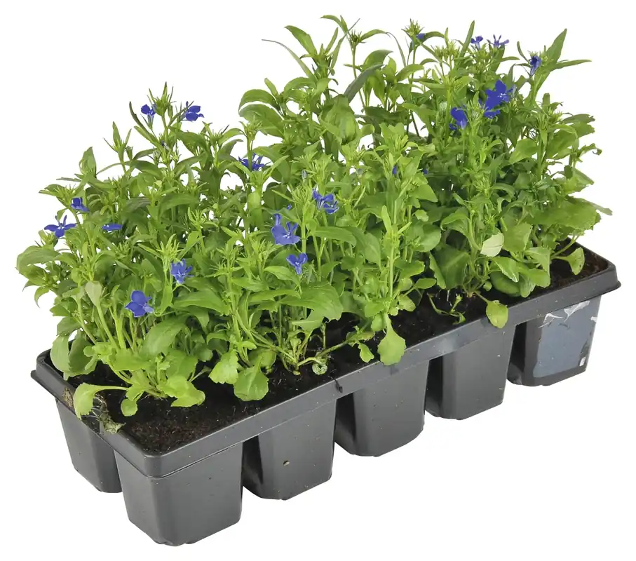 Markenware Lobelia 10er Schale