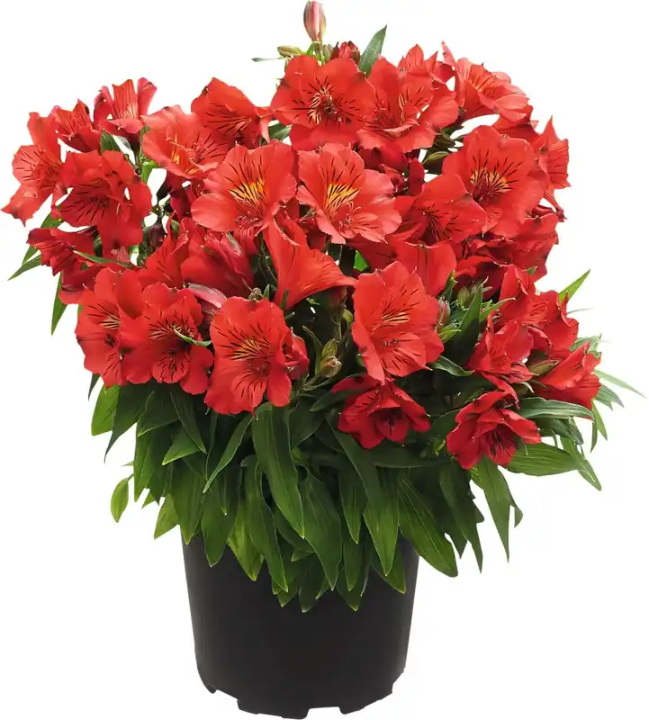 Top-Angebot Alstromerien P17 cm