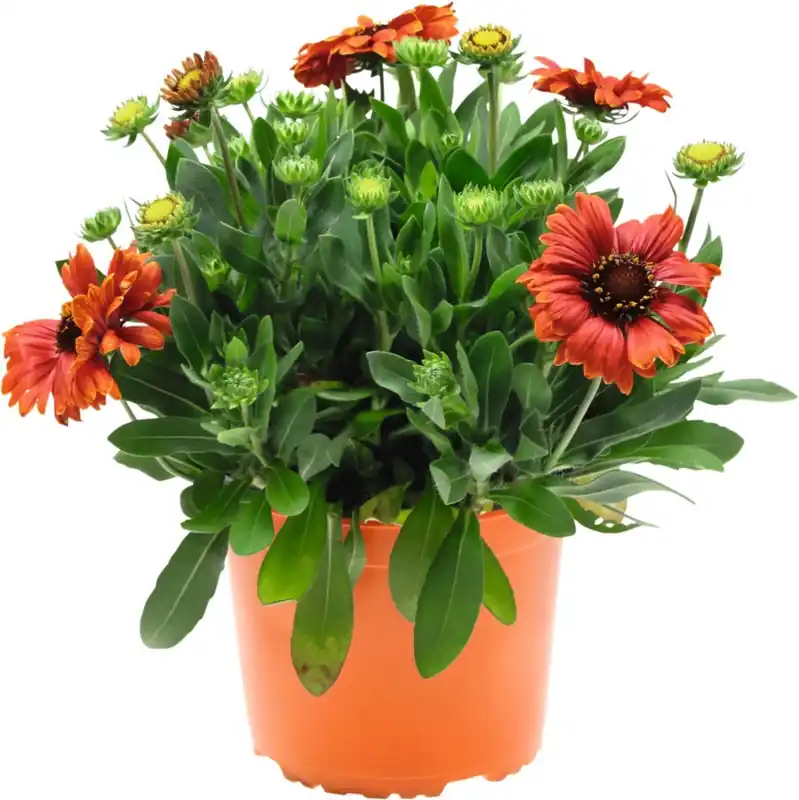 Gaillardia P18 cm Markenware