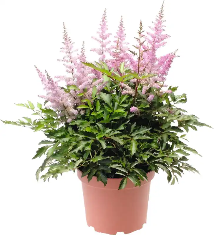 Astilbe P18 cm Sale