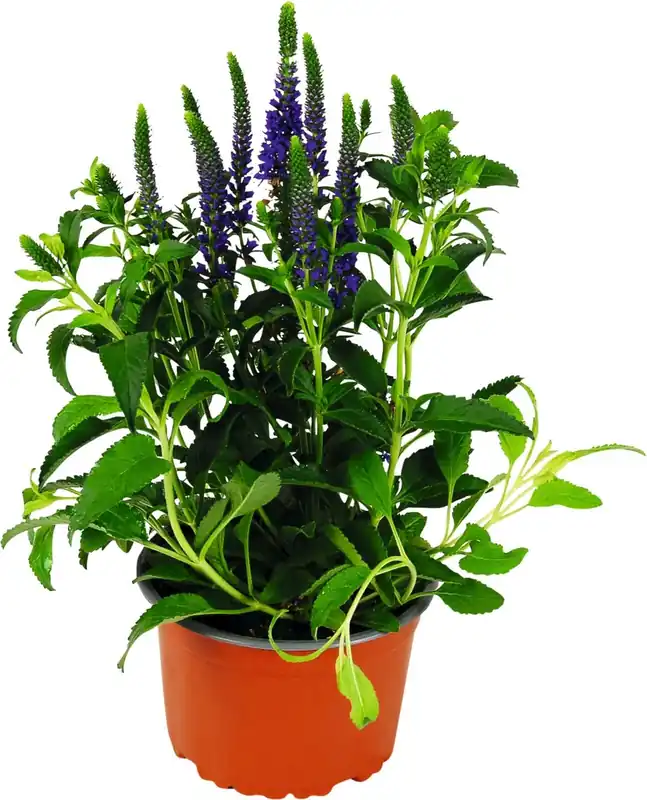Veronica spicata violett P14 cm Mega-Angebot
