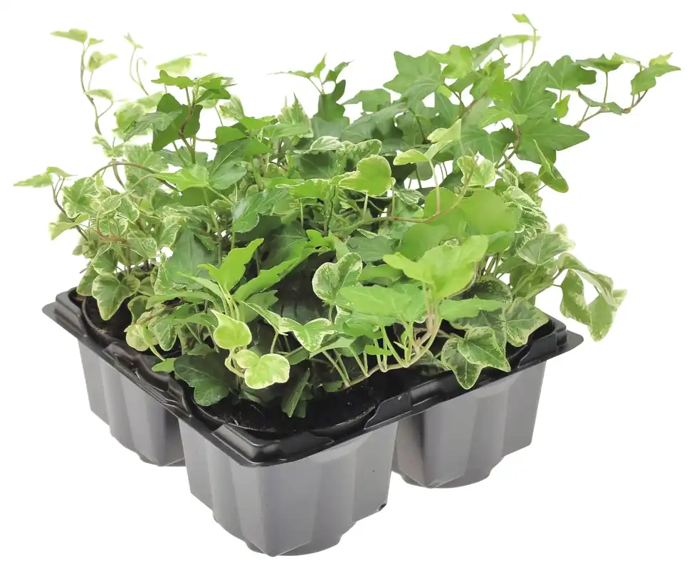 Billig Hedera (Efeu) 4er Set